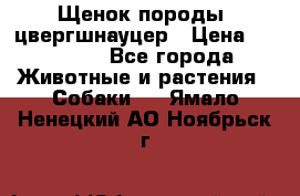 Щенок породы  цвергшнауцер › Цена ­ 30 000 - Все города Животные и растения » Собаки   . Ямало-Ненецкий АО,Ноябрьск г.